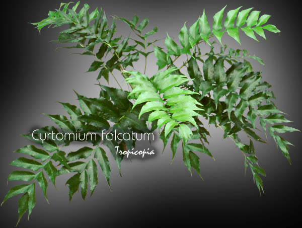 Fougère - Cyrtomium falcatum - Fougère houx - Holly-fern